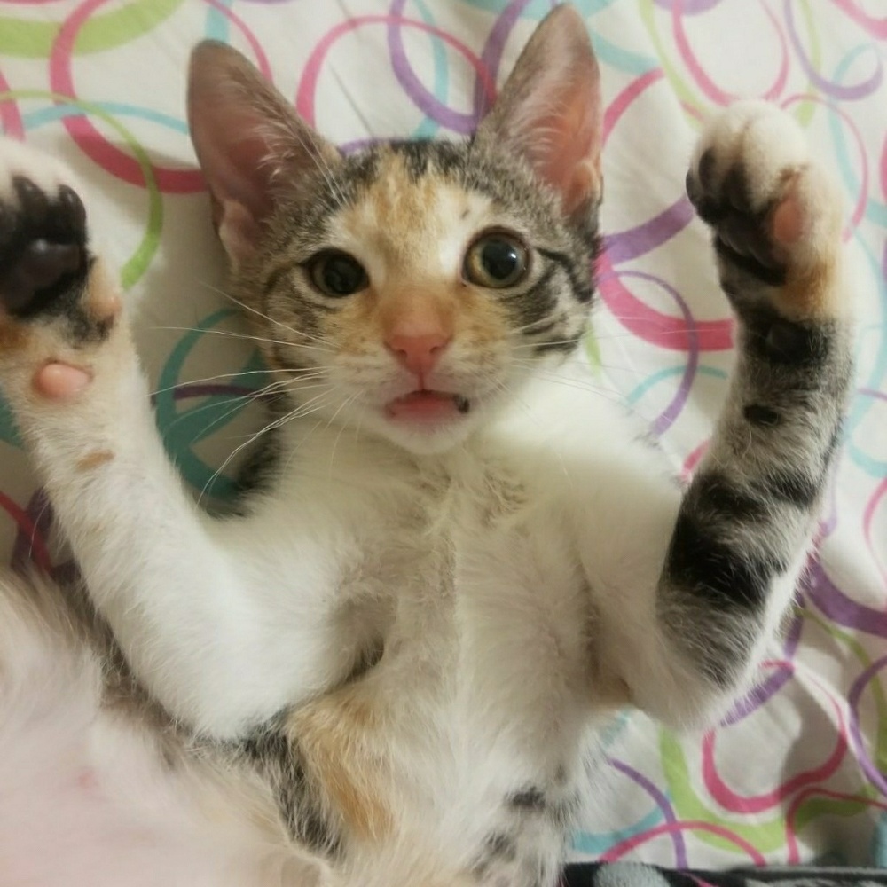 Meet your Posher, Miami